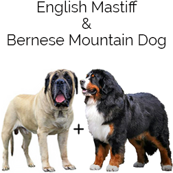 Mountain Mastiff Dog
